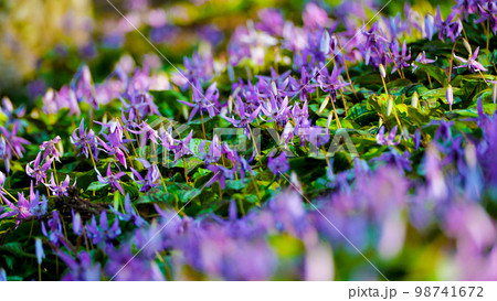 早春の妖精　香嵐渓のカタクリの花　 98741672