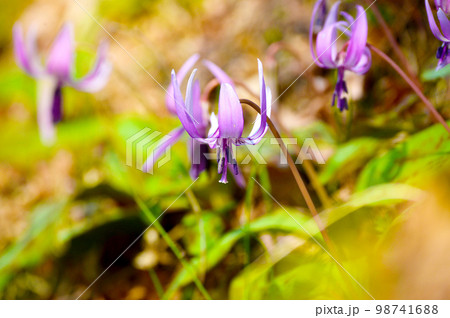 早春の妖精 香嵐渓のカタクリの花 早春の妖精 香嵐渓のカタクリの花 98741688
