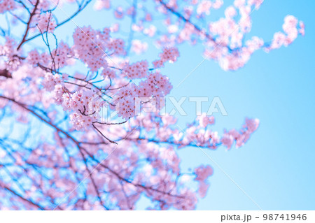 桜の花 98741946