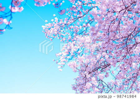 桜の花 98741984