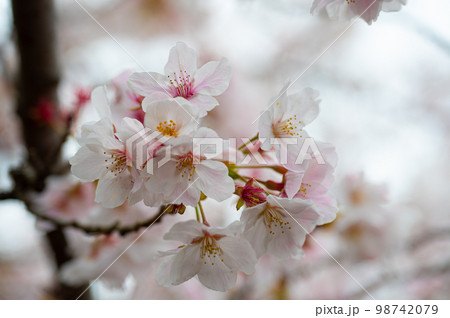 ふんわり花いろ ふんわり花いろ 98742079