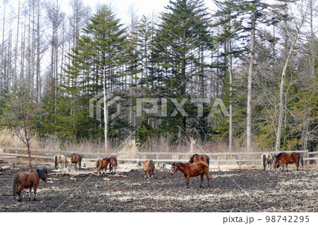 開田高原の木曽馬　長野県 98742295