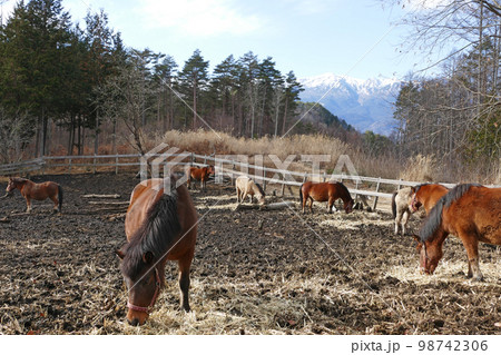 開田高原の木曽馬　長野県 98742306