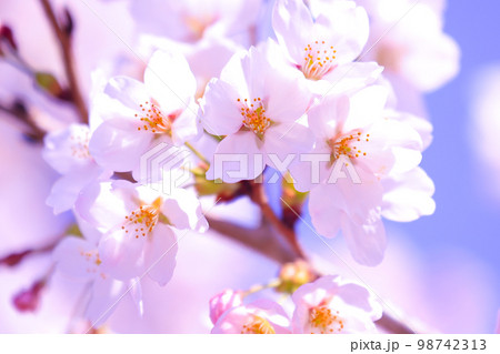 満開の桜 98742313