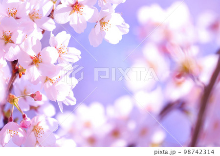 満開の桜 98742314