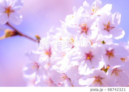 満開の桜 満開の桜 98742321