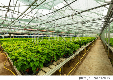 Small plants of poinsettia 98742615