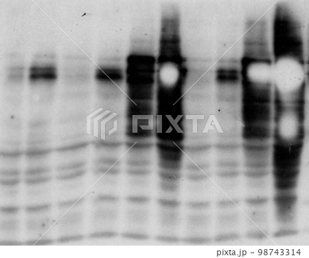 バンドが白抜けした実験結果 バンドが白抜けした実験結果 98743314