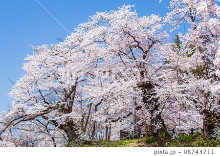 山形米沢の春　桜満開の松が岬公園（米沢城址） 98743711