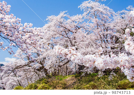 山形米沢の春　桜満開の松が岬公園（米沢城址） 98743713