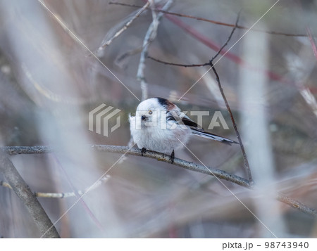 European long-tailed tit, latin name Aegithalos caudatus. A bird sitting on a branch in a deciduous forest. 98743940