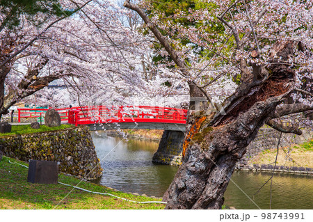 山形米沢の春　桜満開の松が岬公園（米沢城址）　菱門橋 98743991