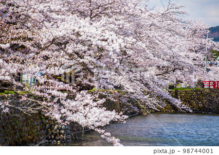 山形米沢の春　桜満開の松が岬公園（米沢城址） 98744001