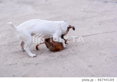Dog Jack Russell plays with coconut on concrete. Shallow depth of field. Horizontal. Dog Jack Russell plays with coconut on concrete. Shallow depth of field. Horizontal. 98744189