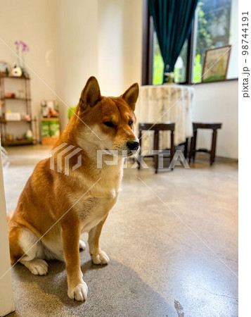 カフェの柴犬 カフェの柴犬 98744191