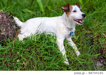 Dog breed Jack Russell lies on green grass with open mouth. Shallow depth of field. Horizontal. Dog breed Jack Russell lies on green grass with open mouth. Shallow depth of field. Horizontal. 98744195