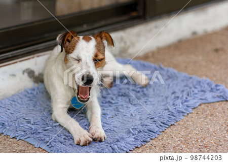 Dog breed Jack Russell lies on carpet and yawns. Shallow depth of field. Horizontal. 98744203