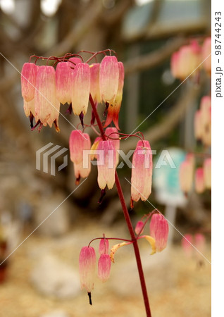 セイロンベンケイの花 セイロンベンケイの花 98744243