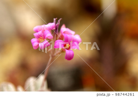 カランコエ・プミラの花 カランコエ・プミラの花 98744261