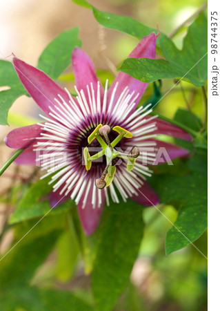 トケイソウ　パッシフローラ・アトロプルプレア 98744375