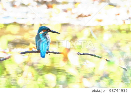 カワセミ(Kingfisher) カワセミ(Kingfisher) 98744955