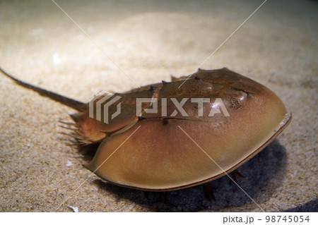 カブトガニ 98745054