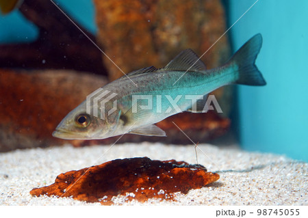 スズキの幼魚 98745055