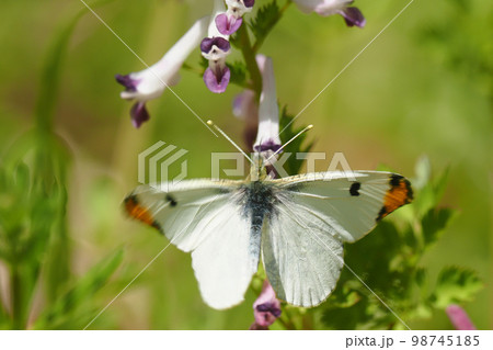 ムラサキケマンの花に止まるツマキチョウ（オス） 98745185