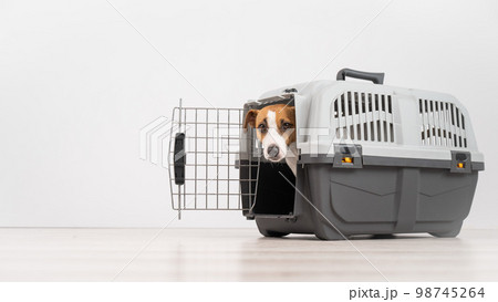 Jack Russell Terrier dog peeking out of travel cage. Jack Russell Terrier dog peeking out of travel cage. 98745264