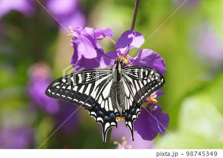 ムラサキハナナの花に止まるアゲハ(ナミアゲハ) ムラサキハナナの花に止まるアゲハ(ナミアゲハ) 98745349