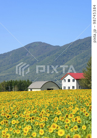 北海道赤井川村「エンジョイファームゆめ」のヒマワリ畑 98745384