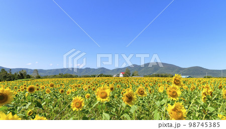 北海道赤井川村「エンジョイファームゆめ」のヒマワリ畑 98745385