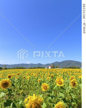 北海道赤井川村「エンジョイファームゆめ」のヒマワリ畑 98745386