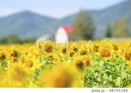 北海道赤井川村「エンジョイファームゆめ」のヒマワリ畑 98745389
