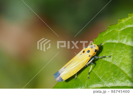 ツマグロオオヨコバイ 98745400