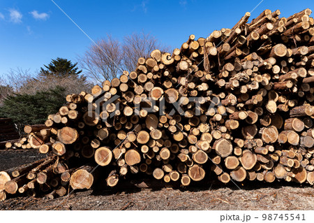 伐採された丸太 98745541