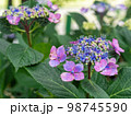 咲いているガクアジサイの花 98745590
