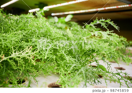 Green leafy plant mizuna with serrated leaves on shelf in agricultural greenhouse. Leafy greens with deeply cut and fringed leaves on shelf in garden center. Green leafy plant mizuna with serrated leaves on shelf in agricultural greenhouse. Leafy greens with deeply cut and fringed leaves on shelf in garden center. 98745859