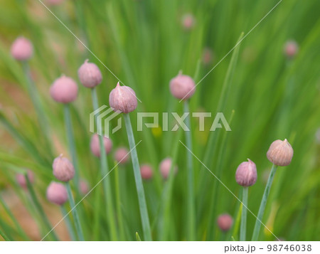 ハーブ チャイブのつぼみ① ハーブ チャイブのつぼみ① 98746038