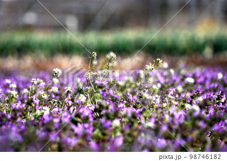 ナズナとホトケノザ 98746182