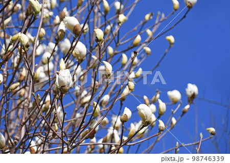 ハクモクレン(白木蓮) ハクモクレン(白木蓮) 98746339