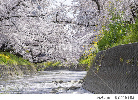 春の五条川 98746383