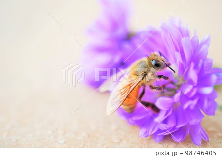 テラコッタタイルの上の紫色の宿根アスターの花に止まる黄色い可愛いミツバチの横側 98746405