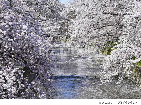 五条川の桜並木 98746427