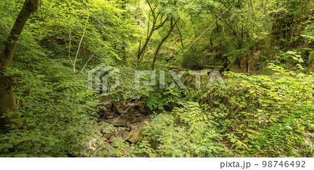 Fragas do Eume Natural Park, Pontedeume, Spain 98746492