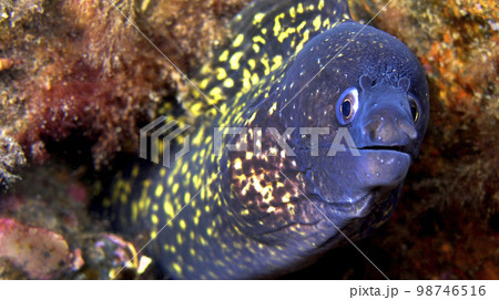 Moray Eel, Cabo Cope Puntas del Calnegre Regional Park, Spain 98746516