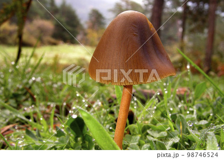 Wild Mushroom, Sierra de Guadarrama National Park, Spain 98746524
