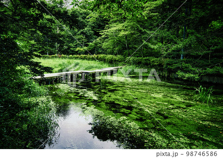光が映り込む水面と、水草がしなやかに川の流れにゆらゆらと揺れている美しい軽井沢の雲場池の夏の風景 光が映り込む水面と、水草がしなやかに川の流れにゆらゆらと揺れている美しい軽井沢の雲場池の夏の風景 98746586