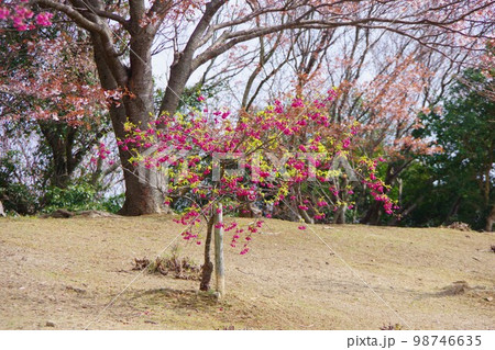 寒緋桜 寒緋桜 98746635
