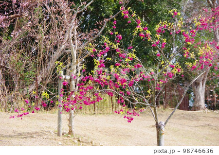 寒緋桜 寒緋桜 98746636